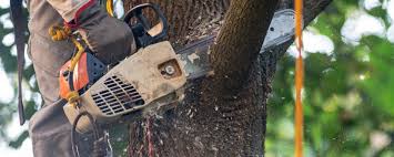 Reliable Flat Rock, NC Tree Services Solutions